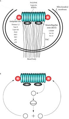 Molecular and Functional Characteristics of DNA Polymerase Beta-Like Enzymes From Trypanosomatids